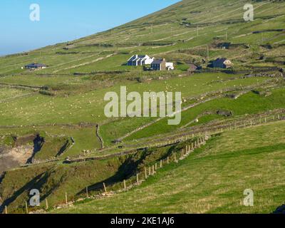 Il verde dei prati con pecore e alcuni cottage sulla costa ovest sulla penisola di Dingle in Irlanda. Foto Stock