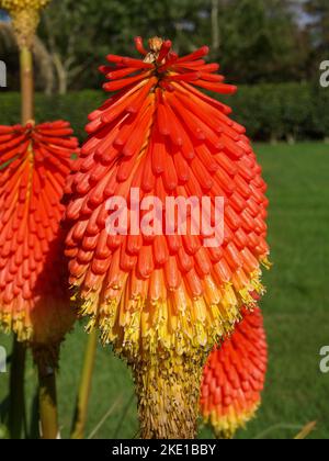 Red Hot Poker, penisola di Dingle, Irlanda Foto Stock