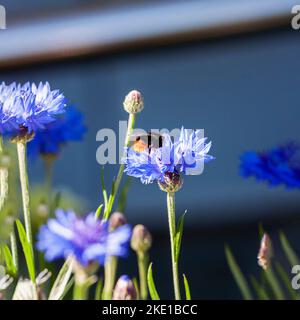 Bumble Bee raccoglie polline da centauria, fuoco morbido. Impollinazione di piante con insetti Foto Stock