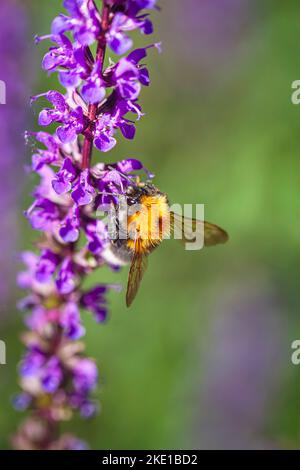 Bumblebee sulla lavanda. Sfondo verticale naturale, spazio di copia Foto Stock