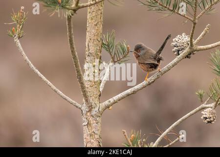 Dartford Warbler, Suffolk, Regno Unito Foto Stock