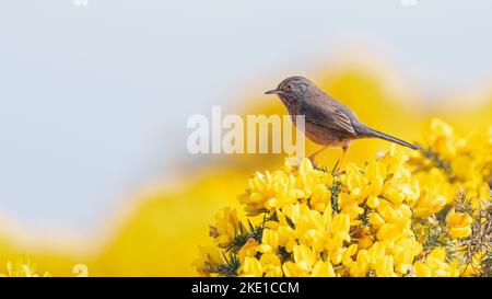 Dartford Warbler, Suffolk, Regno Unito Foto Stock