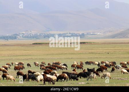 Allevamento di animali nelle terre dell'Anatolia. Pecore che pascolano sulla pianura. Orizzontale piatto. Foto Stock