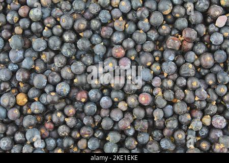 Sfondo di semi di frutta di ginepro essiccati. Ingrediente del tè Foto Stock