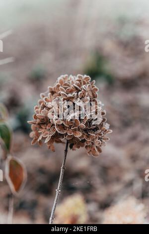 Un colpo verticale di una idrangea appassita ricoperta di gelo Foto Stock