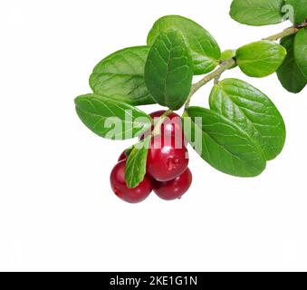 Cowberry con foglie isolate su bianco. Lamponi. Rami foresta cowberriesw. Bacche selvatiche. Foto Stock