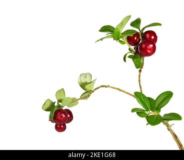 Cowberry con foglie isolate su bianco. Lamponi. Rami foresta cowberriesw. Bacche selvatiche. Foto Stock