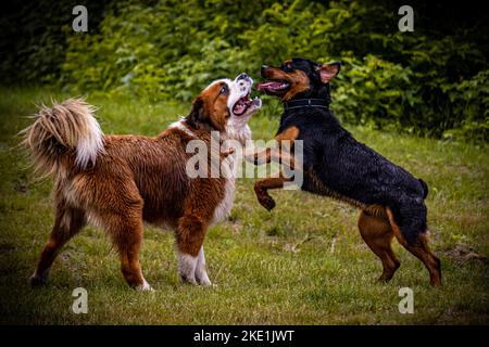 Un rottweiler e cani di San Bernardo che giocano e combattono sull'erba verde nel parco Foto Stock