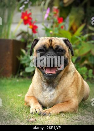 Un'immagine verticale del cane jack Russelxpug con una bocca aperta, sdraiato sull'erba sullo sfondo dei fiori a Nottingham Foto Stock