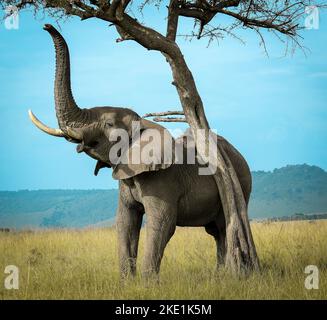 Un bellissimo elefante africano graffiare la sua schiena su un albero in Masai Mara game Reserve Foto Stock