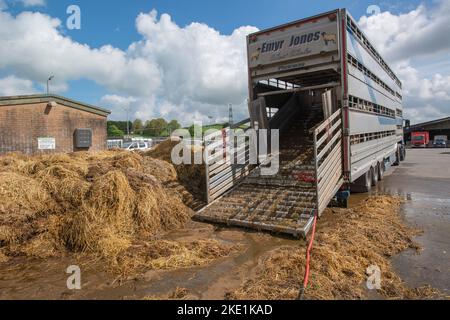 Lavaggio e disinfezione dei rimorchi utilizzati per il trasporto di bestiame sul mercato di Carmarthen Foto Stock