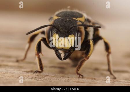 Un primo piano di Anthidium florentinum femmina d'ape fiorentina Foto Stock