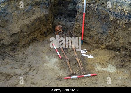 Scavi archeologici. Resti umani, ossa di scheletri e teschi nella tomba a terra. Zilaiskalns, Valmiera. Foto Stock