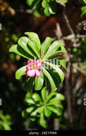 Un primo piano verticale di un fiore rosa adenium obesum fiorente con foglie Foto Stock