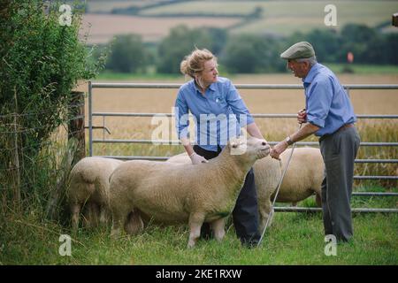 Foto di Jim Wileman - Emily Gascoigne, veterinario di pecora, raffigurato su Eastfields Farm, East Chinnock, con Phil Baker, e i suoi Dorsets di sondaggio del Chinnock Foto Stock