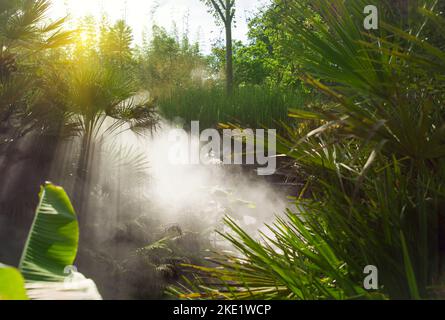 Mattina nebbia nella giungla con i raggi del sole Foto Stock