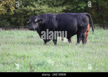 grande forte toro nero angus su un prato con erba verde Foto Stock