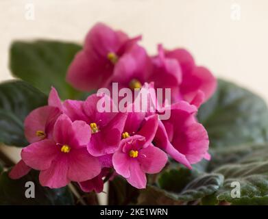 Viola africana ((Saintpaulia ionantha) su sfondo bianco Foto Stock