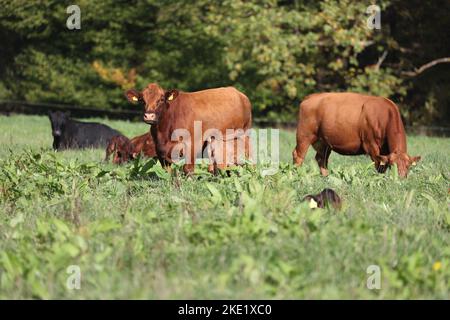 carino vitello angus con mucca madre su un prato con erba verde Foto Stock