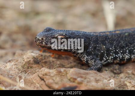 Un primo piano di un novizio balcanico (Triturus ivanbureschi) su una roccia Foto Stock