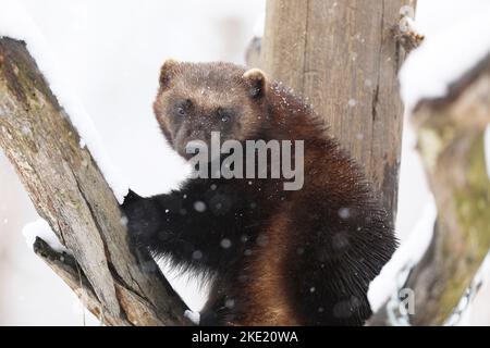 Wolverine in inverno. Wolverine in Finlandia tajga. Fauna selvatica scena sulla neve. Gilo gilo Foto Stock