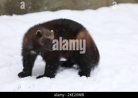 Wolverine in inverno. Wolverine in Finlandia tajga. Fauna selvatica scena sulla neve Foto Stock