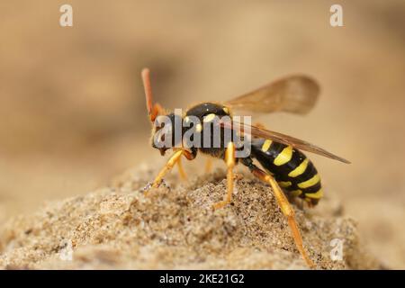 Primo piano laterale di un'ape nomade femminile di legno di legno, Nomada goodeniana seduta sulla sabbia Foto Stock