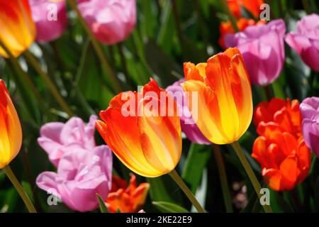 primo piano di tulipani colorati Foto Stock