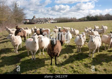 Pecore che pascolano in Freshwater Bay, West Wight, Isola di Wight, Hampshire, Inghilterra Foto Stock