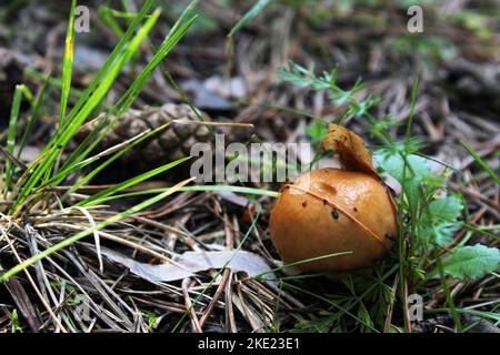 Piccolo fungo coperto da una foglia, primo piano nella foresta. Paesaggio naturale. Foto Stock