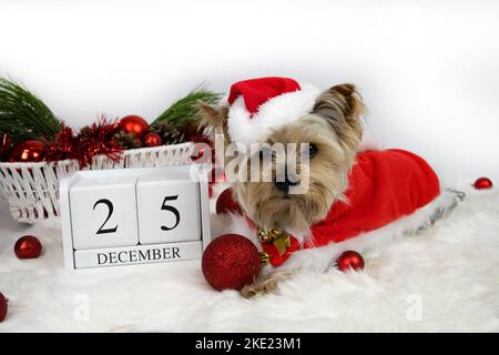 Natale. Yorkshire terrrier cane in costume di babbo natale e calendario 25 dicembre Foto Stock