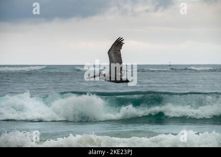 Facendo un'escursione vicino alla spiaggia vicino a Puerto Villamil si può vedere molti di questi grandi pellicani volare vicino alla superficie del mare e vedere il colore turchese o Foto Stock