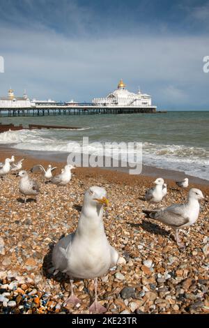 Seagulls sul lungomare di Eastbourne, East Sussex, Inghilterra Foto Stock