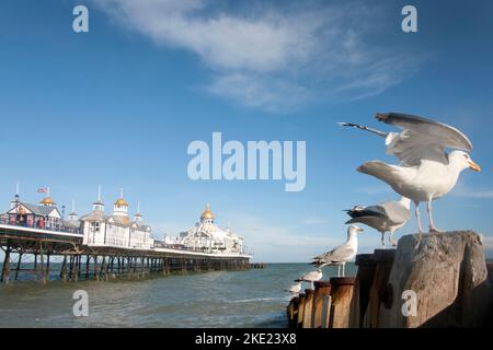 Seagulls sul lungomare di Eastbourne e Eastbourne Pier, East Sussex Foto Stock