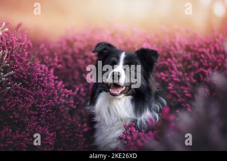 Giovane maschio confine Collie Foto Stock