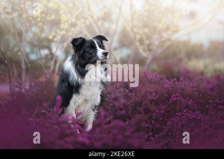 Giovane maschio confine Collie Foto Stock