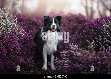 Giovane maschio confine Collie Foto Stock