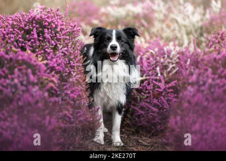 Giovane maschio confine Collie Foto Stock