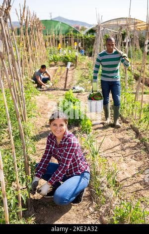 Il giardiniere femminile rinforza le piantine di pomodoro con bastoni di legno Foto Stock