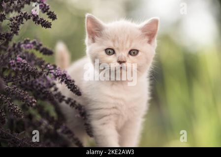 British Shorthair Kitten Foto Stock