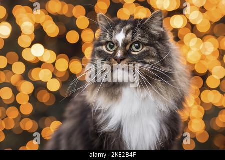 Norvegese delle Foreste Foto Stock
