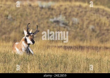 Content antilope di pronghorn siede nell'erba d'oro autunnale della gamma di bisonti sulla riserva indiana di Flathead nel Montana occidentale, Stati Uniti Foto Stock