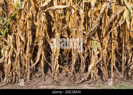 Campo di mais essiccato e granato nell'estate secca del 2022. Foto Stock