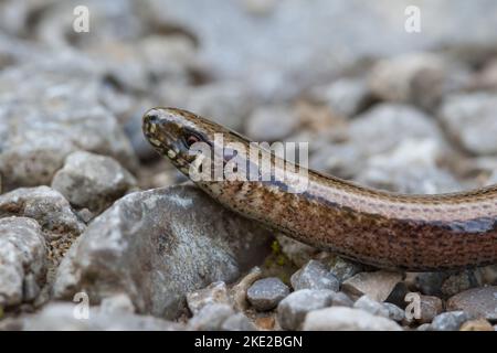 Bellezza dorata su un sentiero grigio. Un slowworm si trova su un percorso ghiaioso. Non è un serpente, è una lucertola senza gambe. Foto Stock