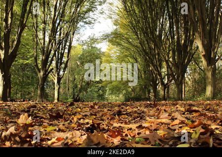 Piano forestale autunnale nel Bushy Park Foto Stock