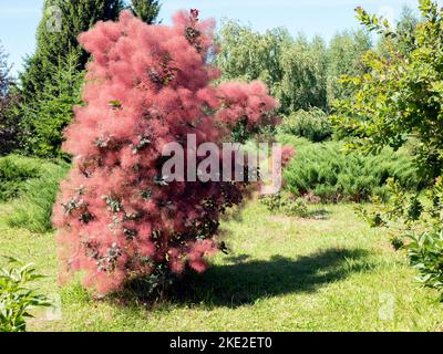 Arbusto di Scumpia rossa con aspetto piuma nel giardino botanico, fuoco selettivo Foto Stock