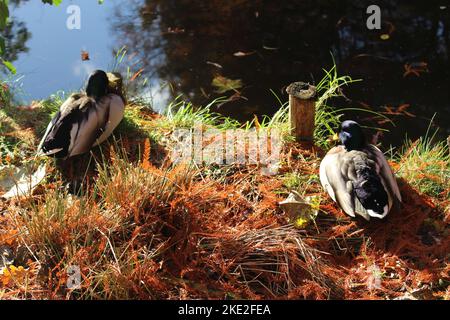 Mallard anatre che si raffreddano accanto a uno stagno in autunno nel tardo pomeriggio. Gli animali scettici osservano quizzingly la macchina fotografica. Concetto per scettico, migliore amico Foto Stock