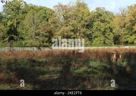 Cervi a Hampton Park in autunno tra i bracken morti Foto Stock