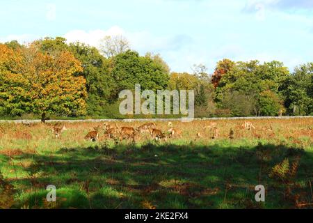 Cervi pascolo in autunno nel Royal Bushy Park, Hampton, Inghilterra. Cervi rossi pascolo in prato in autunno con salmerino morto Foto Stock