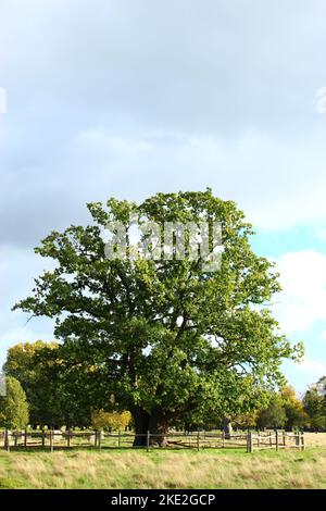 Solo lussureggiante quercia con il cielo sopra. Grande quercia isolata nel Bushy Park Foto Stock